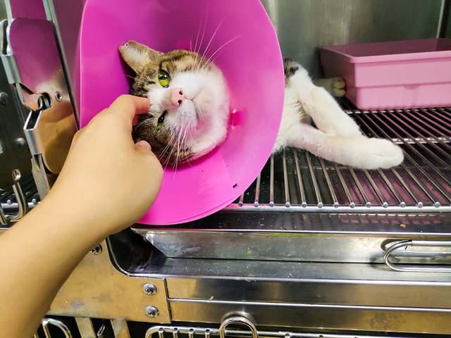 遇到野狗野貓受傷怎麼辦？沒經驗如何處理？救援浪浪 3 不 3 要原則