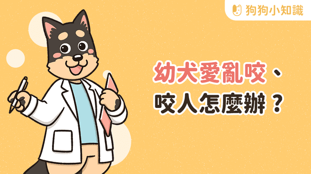 幼犬咬人怎麼辦？訓練師分享 2 重點，改善狗狗亂咬壞習慣！