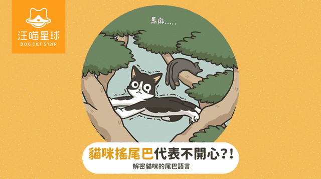 貓咪尾巴會說話！一篇看懂豎直、抖動、炸毛等5種情緒密碼