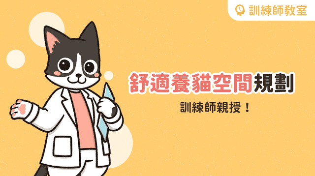 【訓練師小教室】打造舒適貓宅！理想養貓空間規劃指南