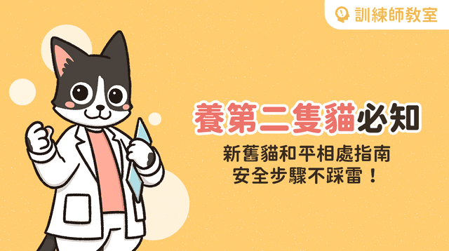 想讓新舊貓變成朋友？訓練師傳授3大關鍵，一篇看懂新舊貓磨合期