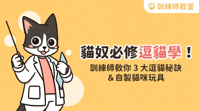 貓奴必修逗貓學！訓練師教你 3 大逗貓秘訣、自製貓咪玩具