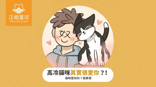 高冷貓其實很愛你！貓咪喜歡你的 7 個表現！