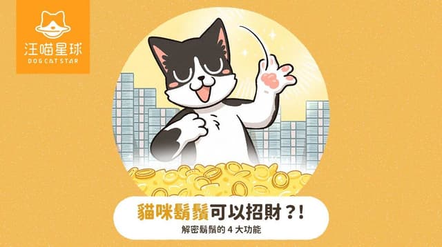 貓咪鬍鬚不能剪？除了這些功能，傳說撿到還能招財、招好運