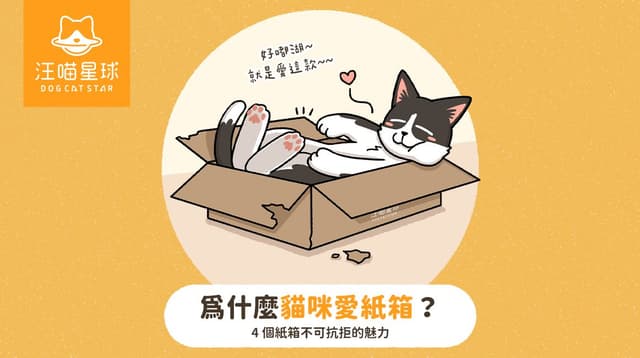 【汪喵冷知識】為什麼貓咪愛紙箱？4 個紙箱不可抗拒的魅力