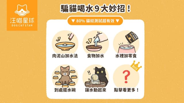 貓咪不喝水怎麼辦？9 招提升貓咪喝水量！80% 貓奴親測有效
