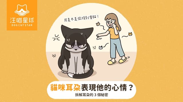 貓咪飛機耳是什麼意思？從耳朵方向讀懂牠的心