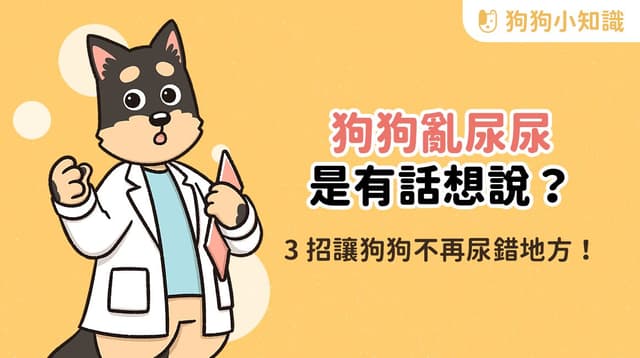 狗狗為何突然亂尿尿？一篇解析6大原因，教你從根本改善與訓練