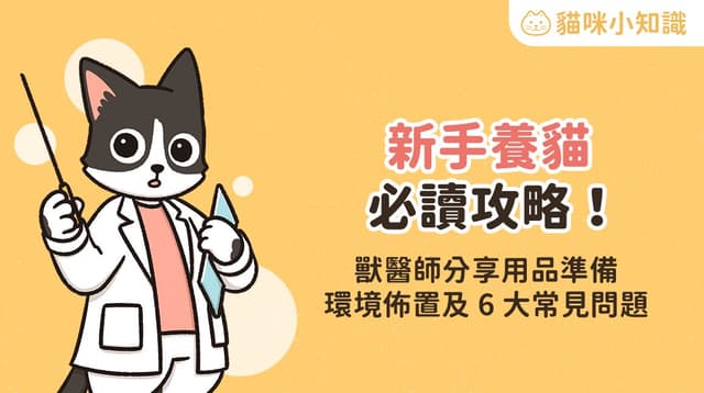 新手養貓必讀攻略！獸醫師分享用品準備、環境佈置及 6 大常見問題