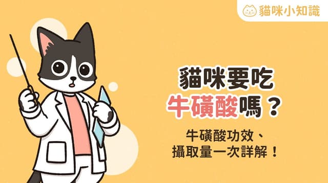 貓咪需要補充牛磺酸嗎？牛磺酸功效、攝取量一次看