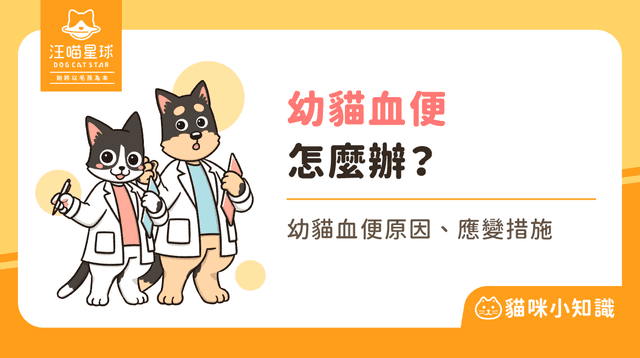 幼貓大便有血怎麼辦？了解幼貓血便原因、處理方法