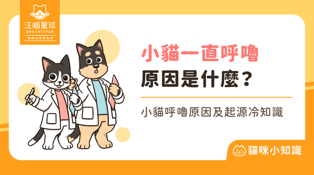 小貓一直呼嚕呼嚕？是開心還是生氣？4 個貓咪呼嚕的意思