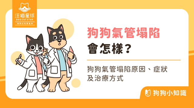狗狗氣管塌陷是什麼？狗狗喘不停 2 大治療與預防重點