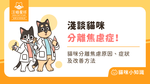 貓咪也會有分離焦慮嗎？貓分離焦慮原因、症狀與改善方式