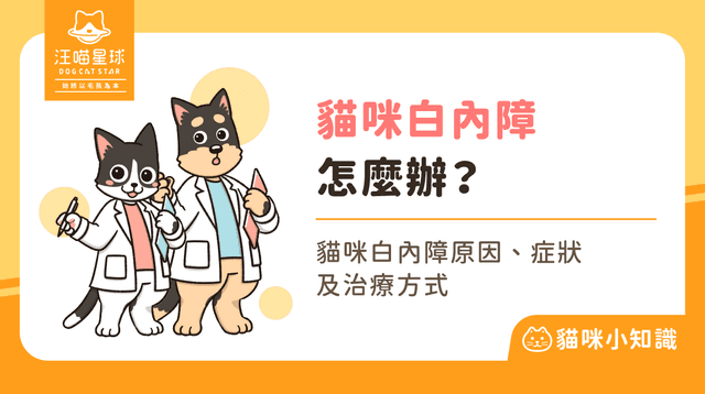 貓咪白內障怎麼辦？5 個初期症狀、原因與治療方式