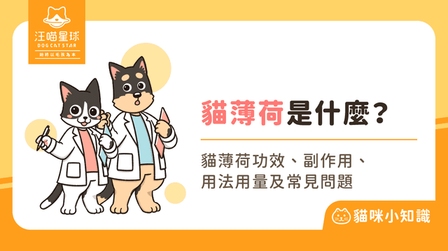 貓薄荷是什麼？怎麼吃？貓薄荷功效、副作用與用法一次看