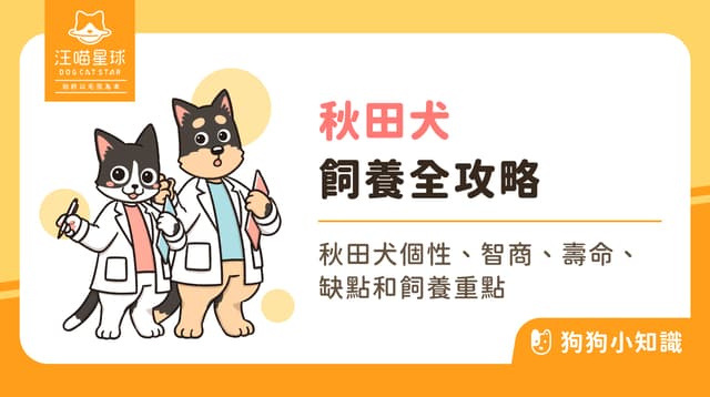 秋田犬 vs 柴犬分別？忠犬小八的性格、大小、飼養與訓練指南