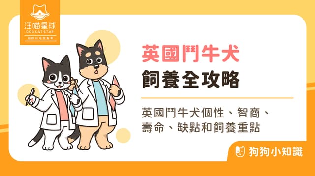 英國鬥牛犬好養嗎？個性、特徵與飼養重點全解析