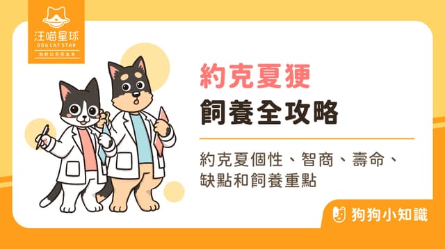 約克夏小身體裝著大狗靈魂？個性、壽命與飼養重點全解析