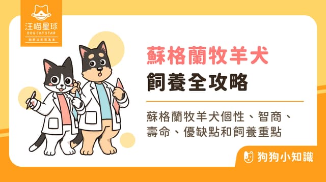 蘇格蘭牧羊犬是喜樂蒂嗎？蘇格蘭牧羊犬特徵、智商與飼養指南！