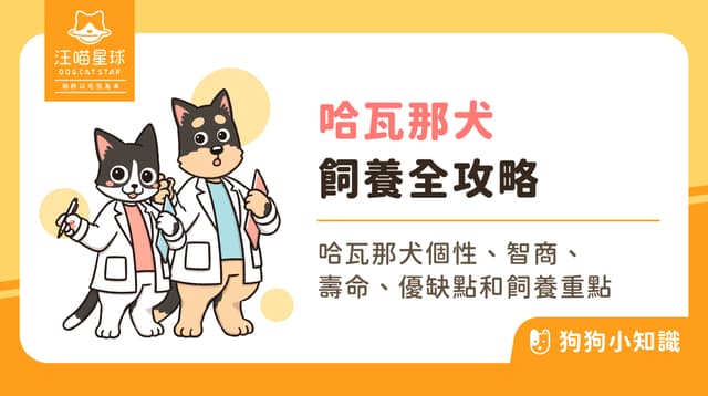 哈瓦那犬有什麼缺點？哈瓦那犬特徵、個性與飼養全攻略！