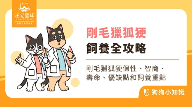 剛毛獵狐㹴好養嗎？剛毛獵狐㹴 4 缺點，飼養「小型發電機」前必看！