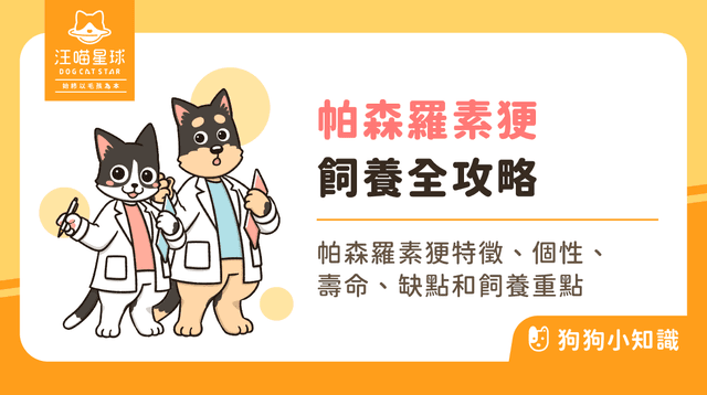 帕森羅素梗全攻略！認識勇敢的英國獵犬，歷史、長腿特徵與個性分析