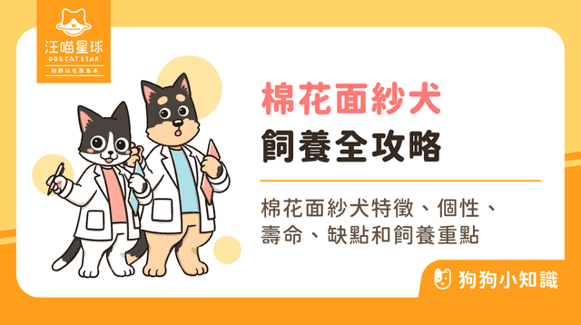 棉花面紗犬是馬達加斯加皇家犬？深入解析特徵、個性與飼養指南