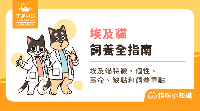 埃及貓是法老王的守護者？解析其天然斑紋、速度優勢與忠誠特質