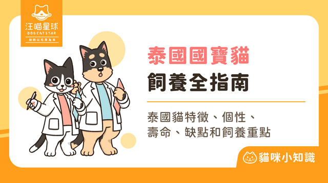 泰國貓有哪些國寶品種？解析 5 大泰國貓特徵與飼養照護全攻略