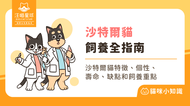 為什麼沙特爾貓愛微笑？解析法國國寶貓性格與飼養照護全攻略