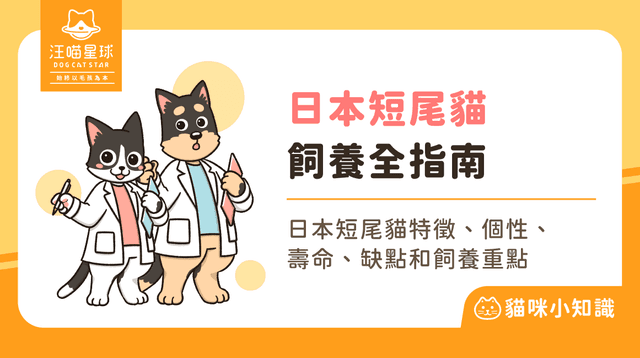 日本短尾貓是招財貓的原型嗎？解析其兔尾基因與飼養照護全攻略