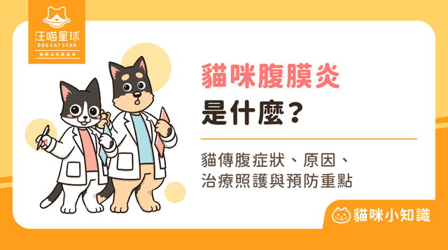 貓腹膜炎是什麼？貓 FIP 症狀、傳染途徑與治療費用總整理