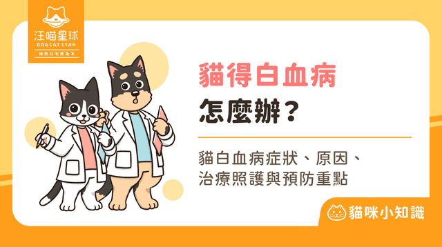 貓咪得了白血病怎麼辦？貓白血病症狀、治療完整指南
