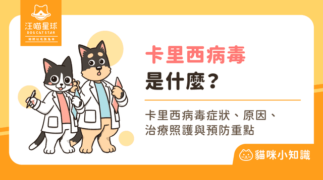 卡里西病毒是什麼？貓卡里西病毒症狀、傳染與預防全解析