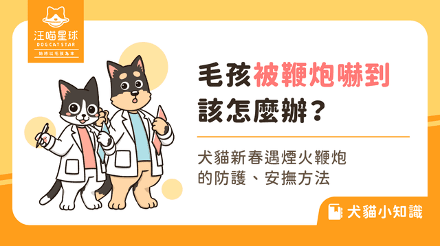 貓狗被鞭炮嚇到怎麼辦？新春放鞭炮 2 招安撫毛小孩！