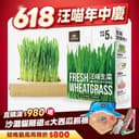 貓咪生菜