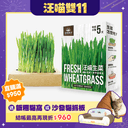 貓咪生菜