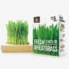 Fresh Wheatgrass for Dogs & Cats