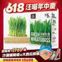 貓生菜栽培盒