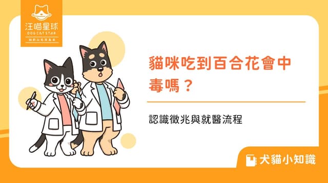貓咪吃到百合花會中毒嗎?認識徵兆與就醫流程