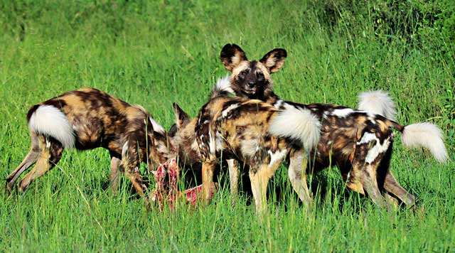 Wild-dogs-on-kill-Pilanesberg