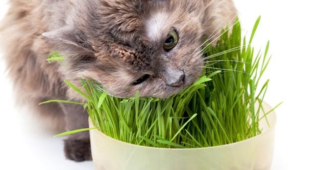 por-que-los-gatos-comen-hierba